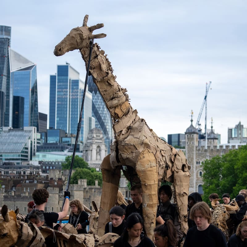 A model giraffe puppet being walked through London.