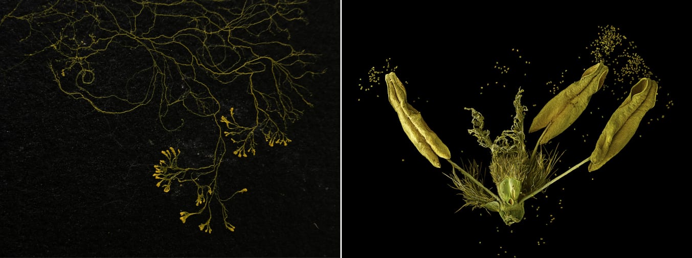 Mycelial networks, slime mould and roots systems