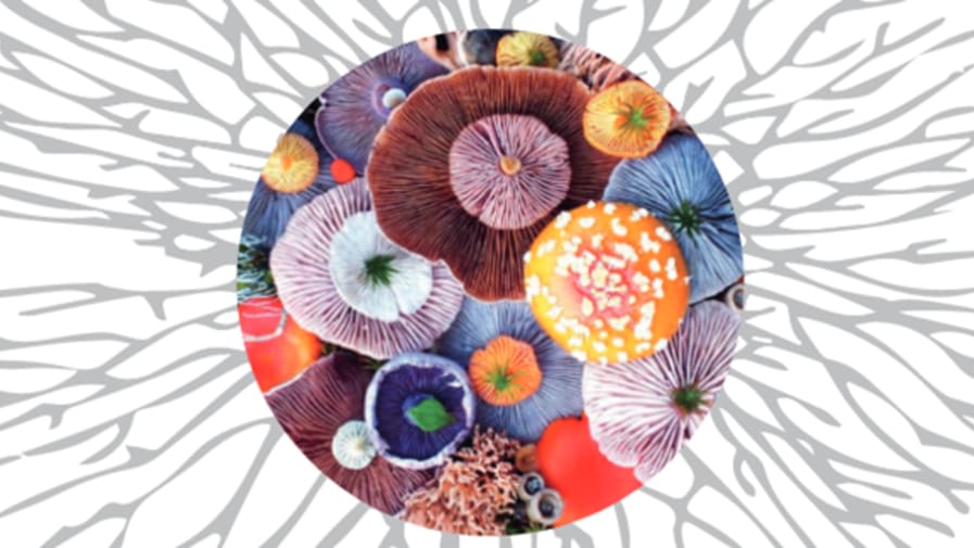 Colourful mushrooms.