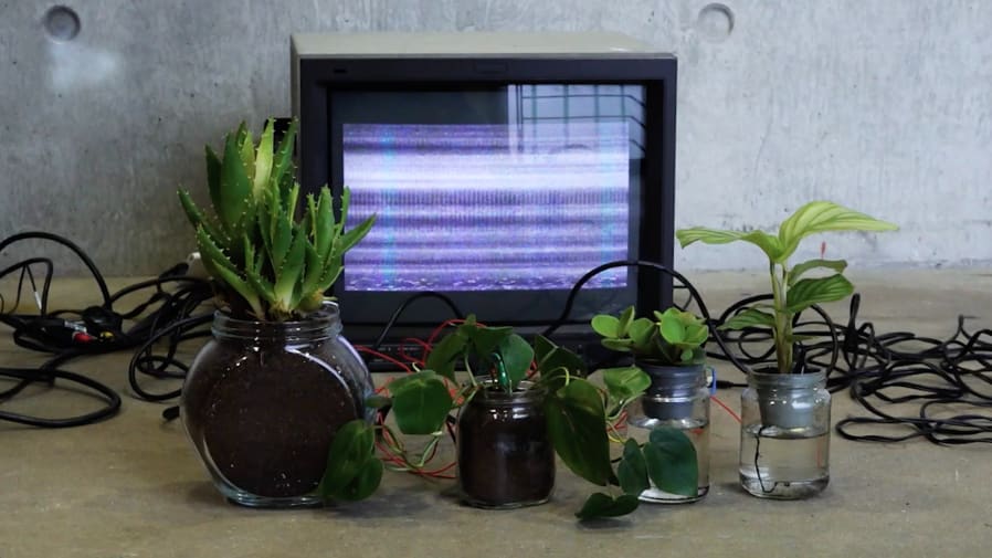 Houseplants sit in front of an old TV with no signal