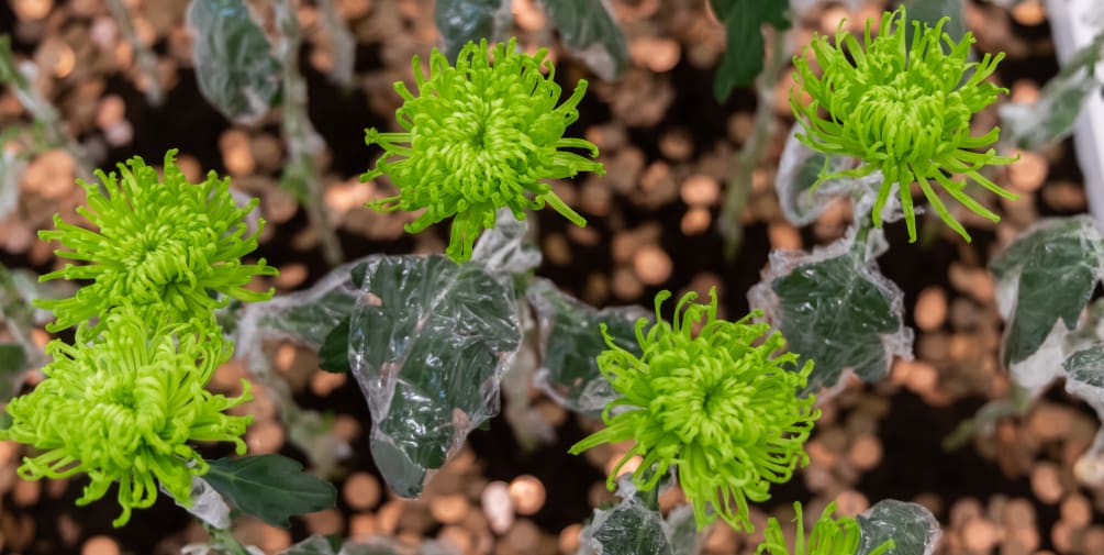 Close up shot of green plants with plastic around them