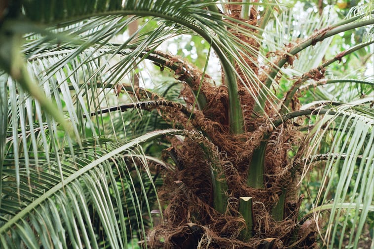 Kew Garden's tropical plants