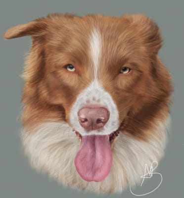 pet portraits- digital