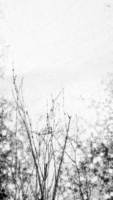 Islet