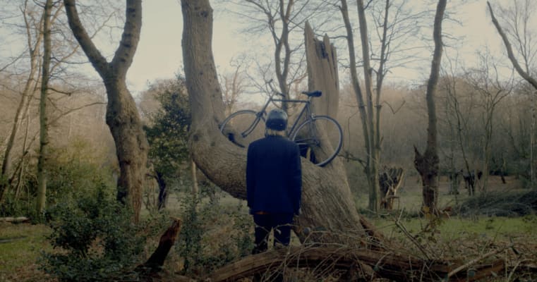 Bike In Tree