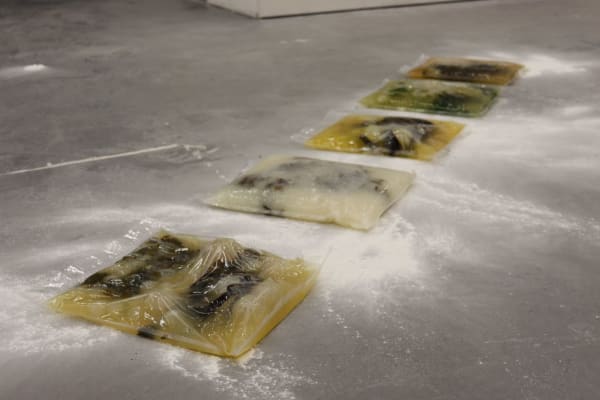 A Sweetbitter; Algal Bloom (2023)
