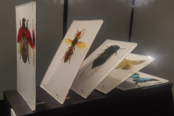 #ClimateCrisis2024 group 4-insect extinction-Dying