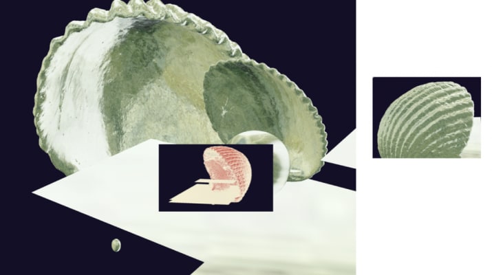 shell