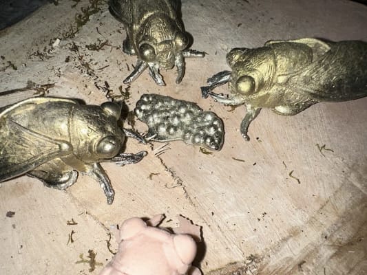 Ecdysis