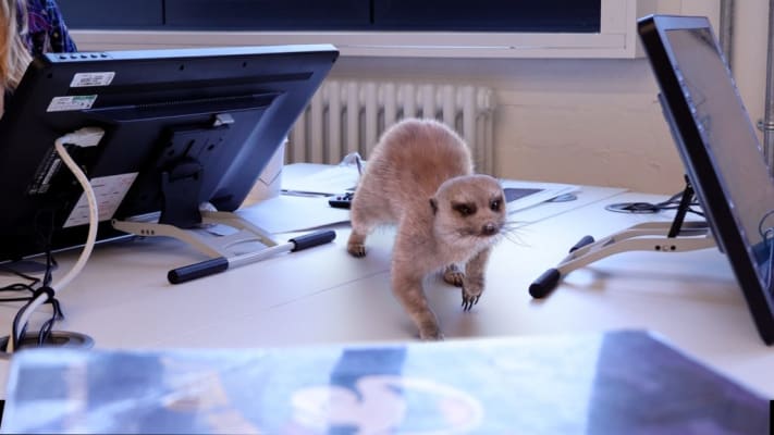 Meerkat integration