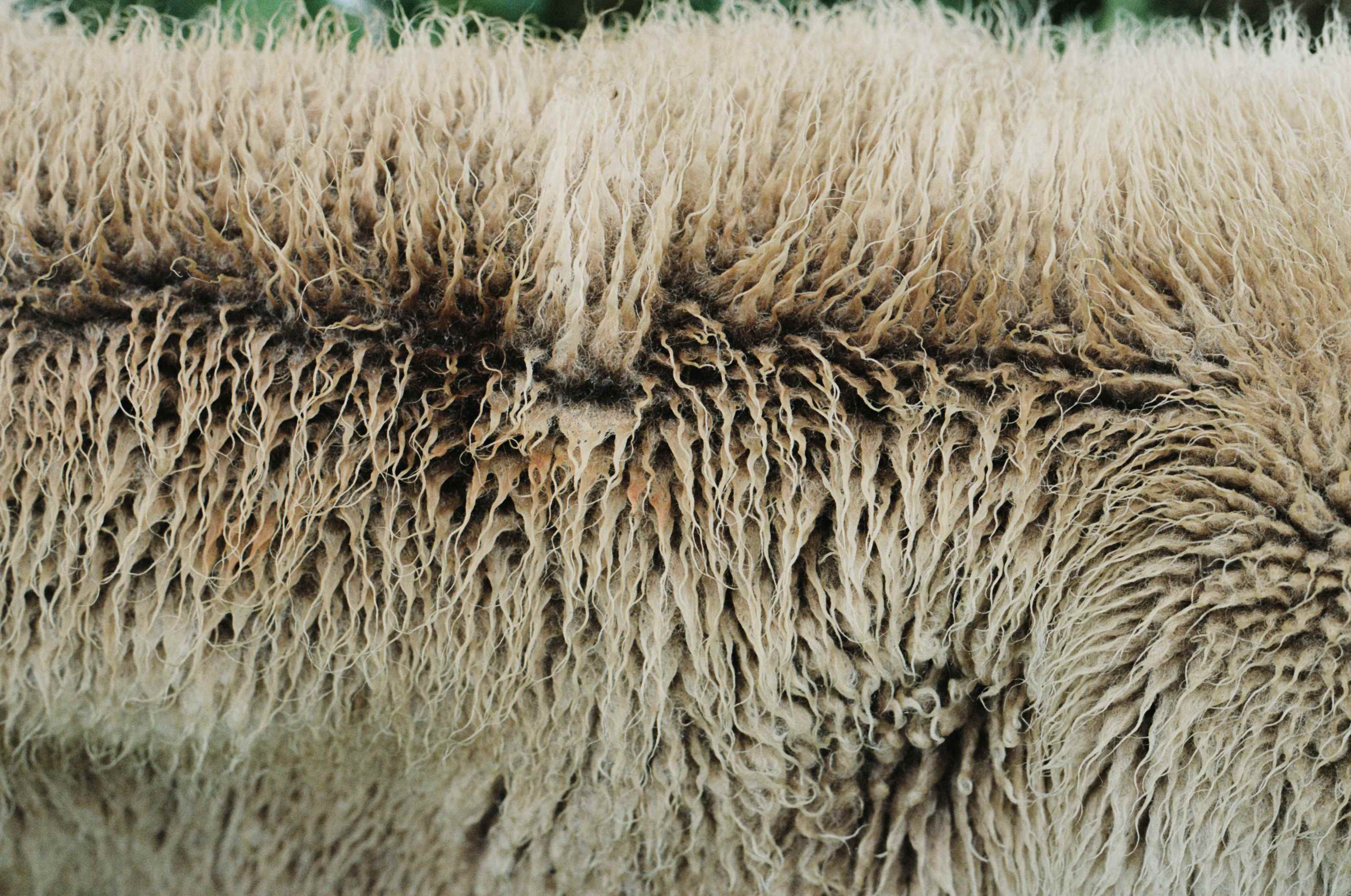 Reading Hoofprints: Transhumance Pastoralism as a Regenerative Practice of Care