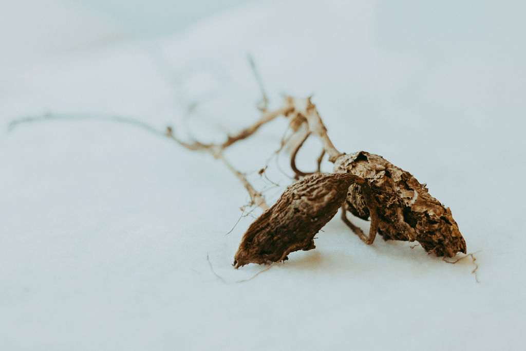 A Haptic Atlas of the Material and Sensuous Bioregion