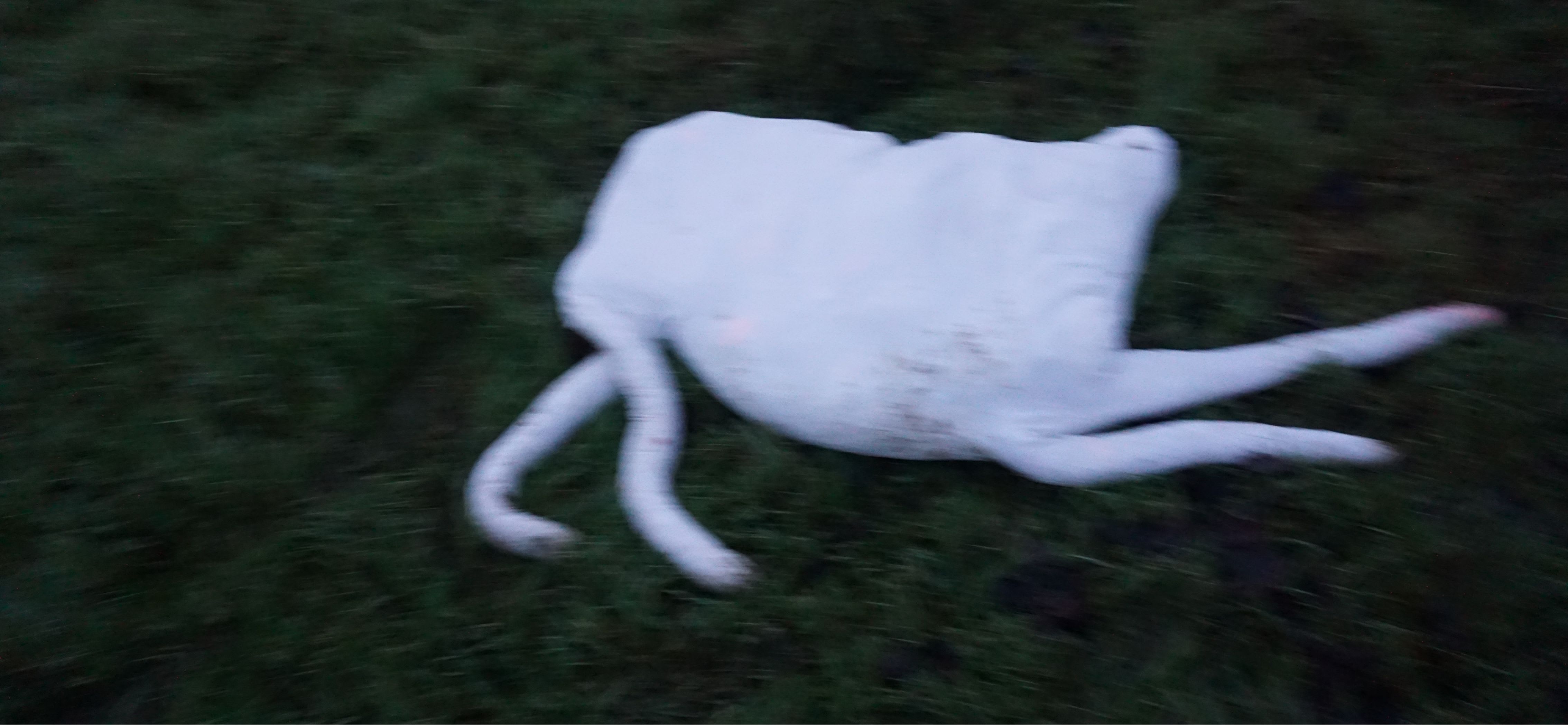 DEERS