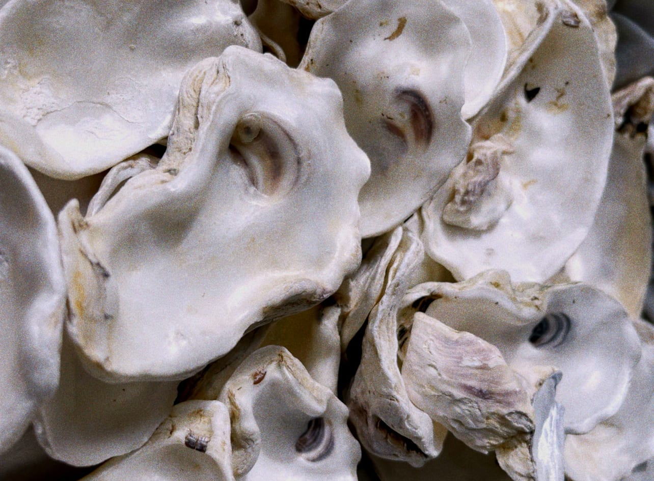 "She Sells Sea Shells"