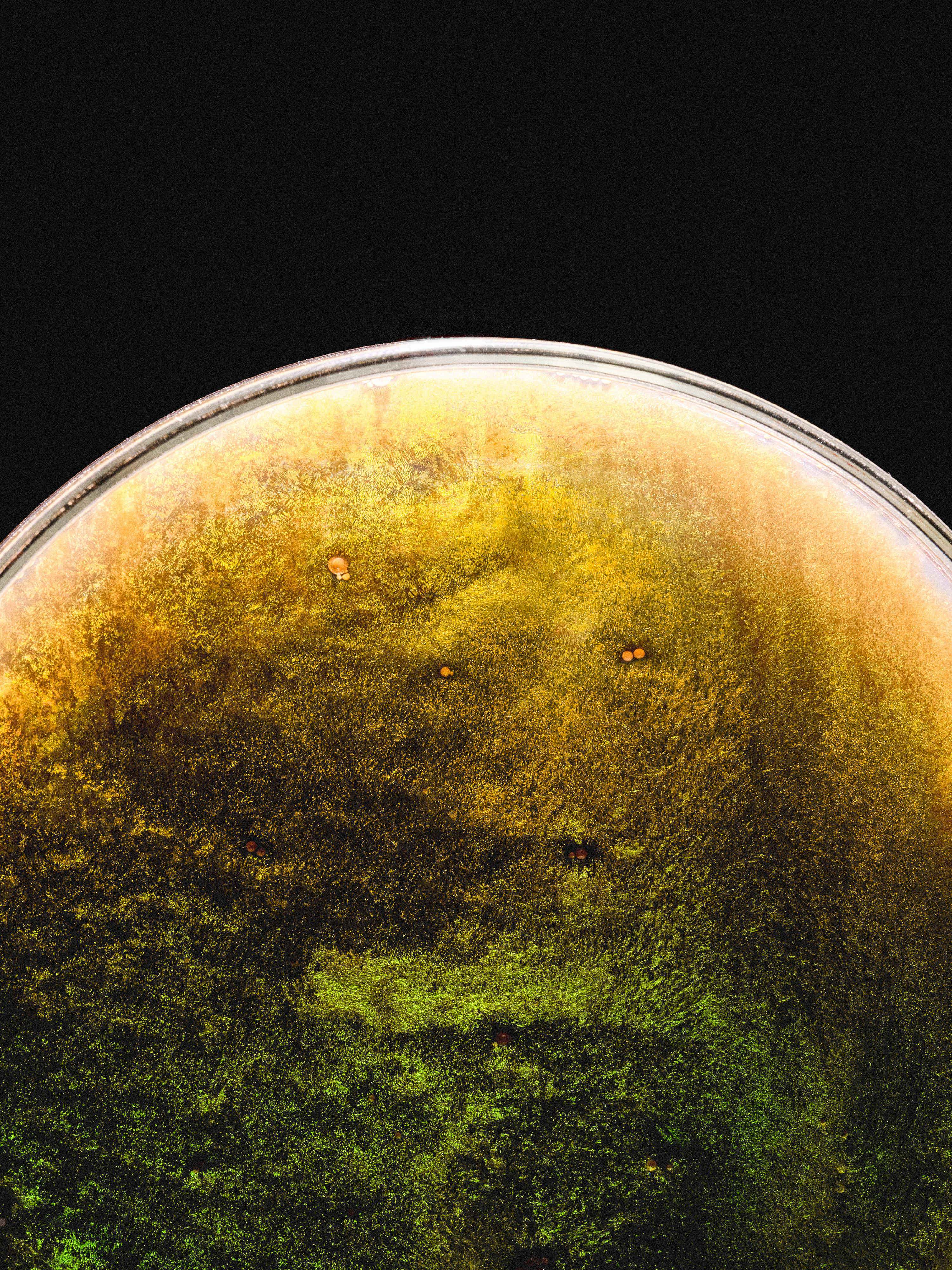 BIOGOLD