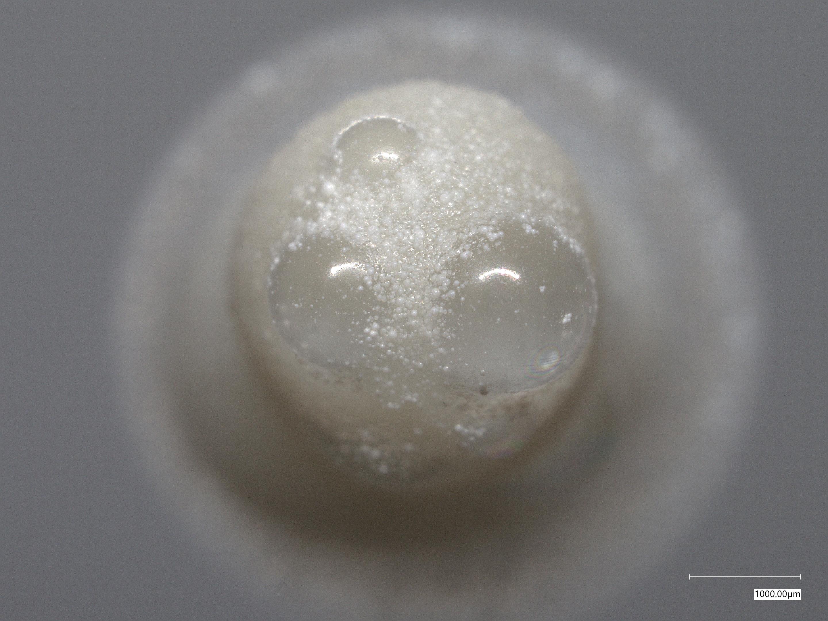 A cell under the microscope