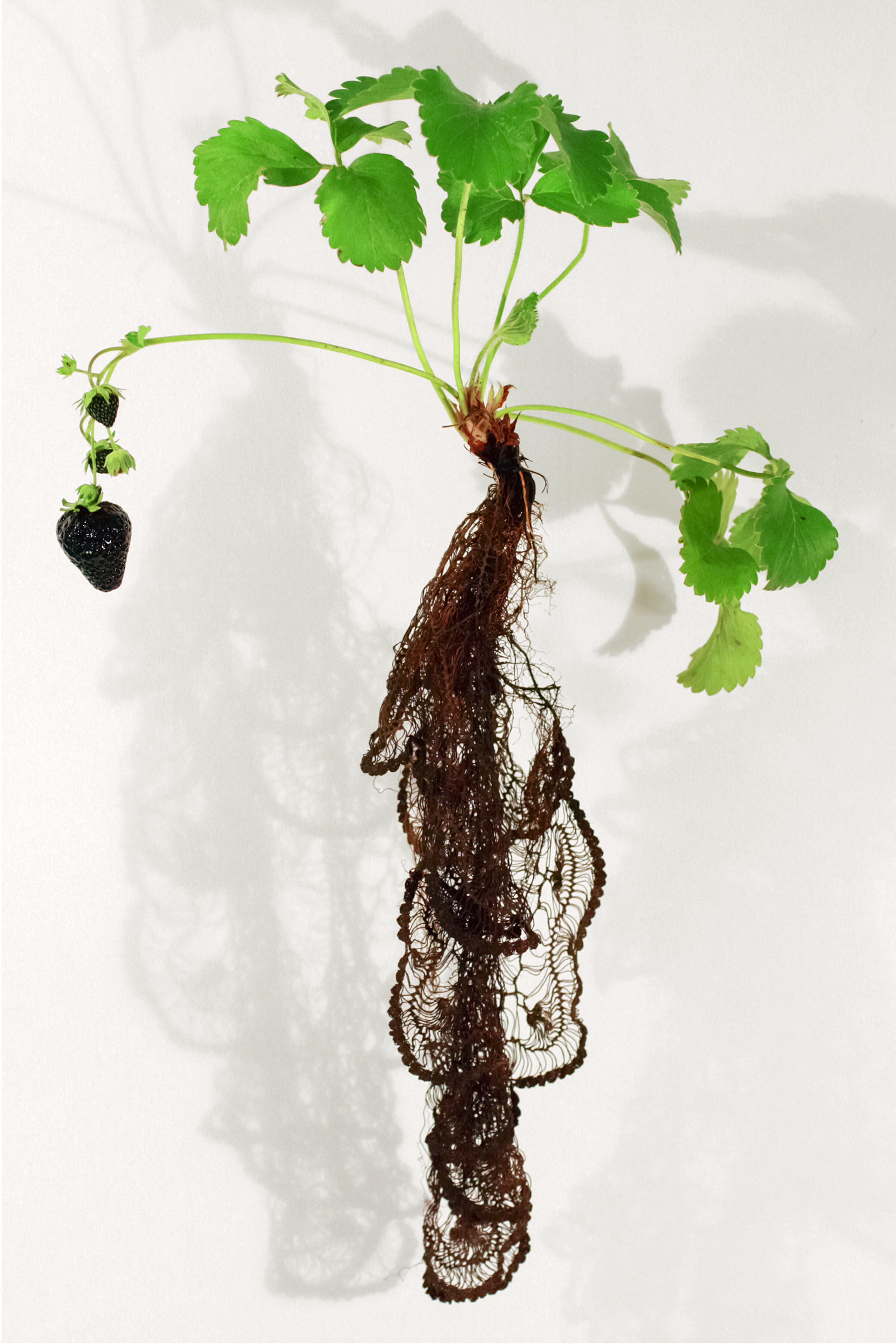 STRAWBERRY-NOIR,-part-of-the-Biolace-series,-Carole-Collet-2012.jpg