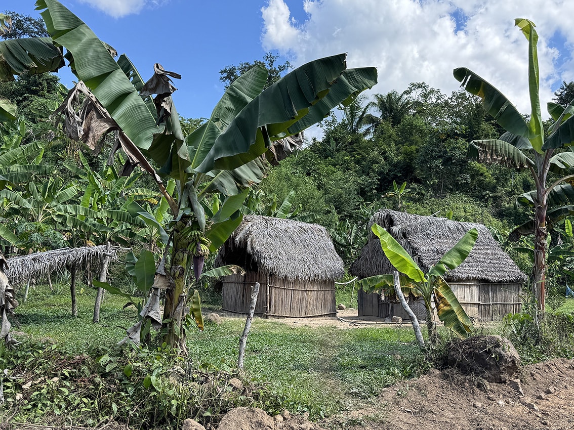 Two huts surrounded by lush green jungle