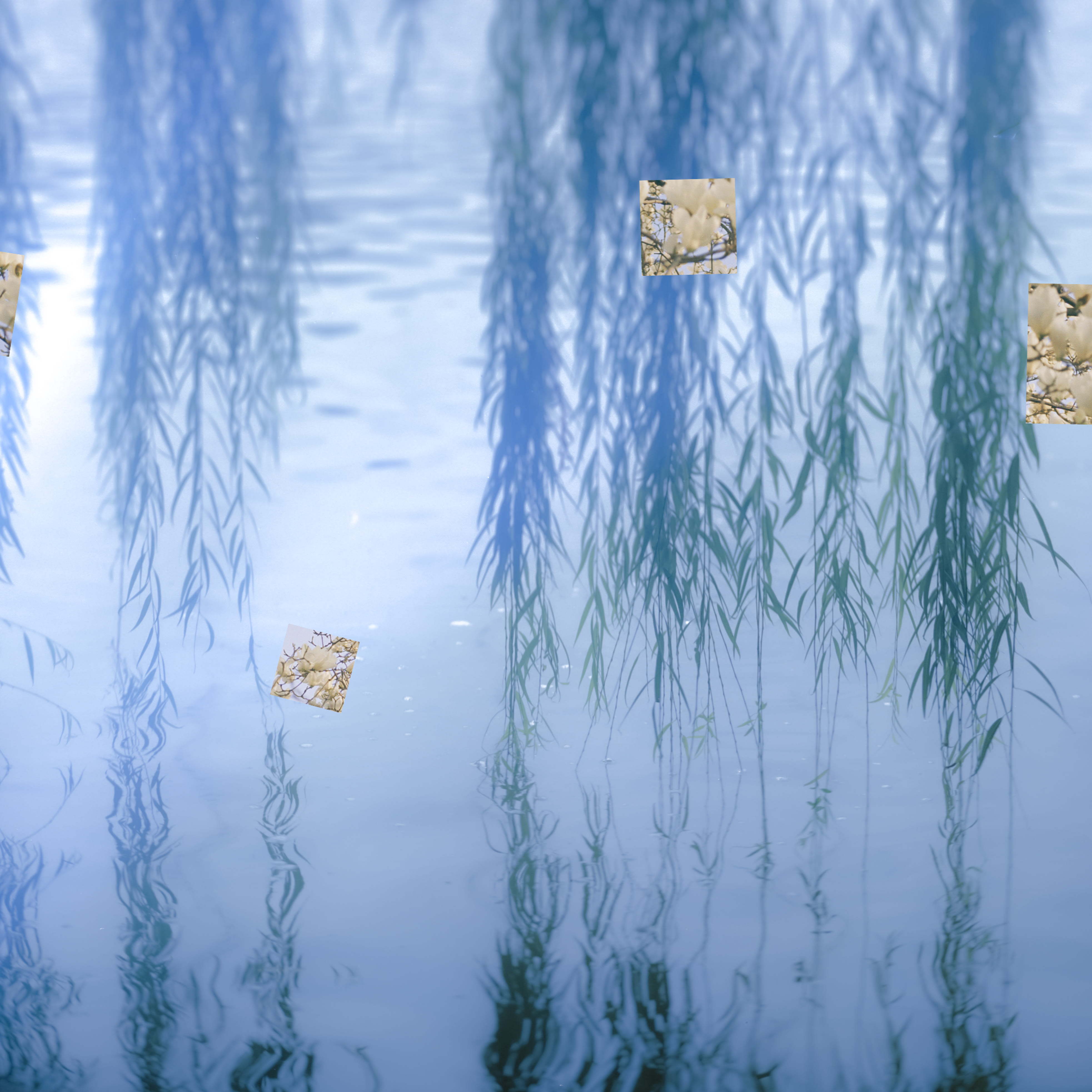 Photograph of trees reflected on water.