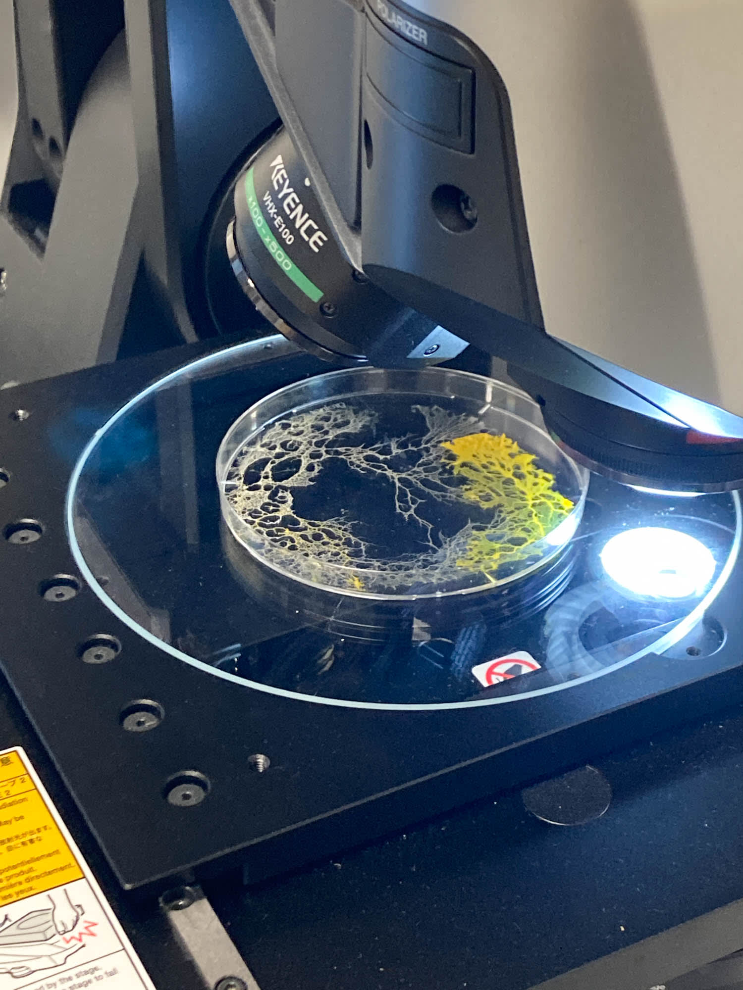 A petri dish of slime mould