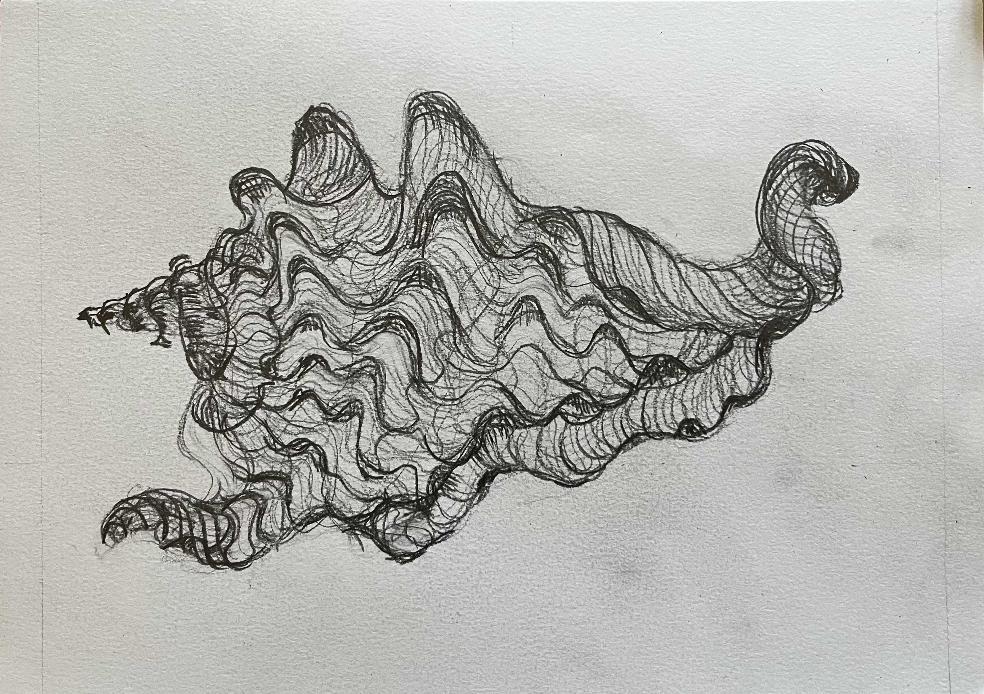A line drawing of a seashell 