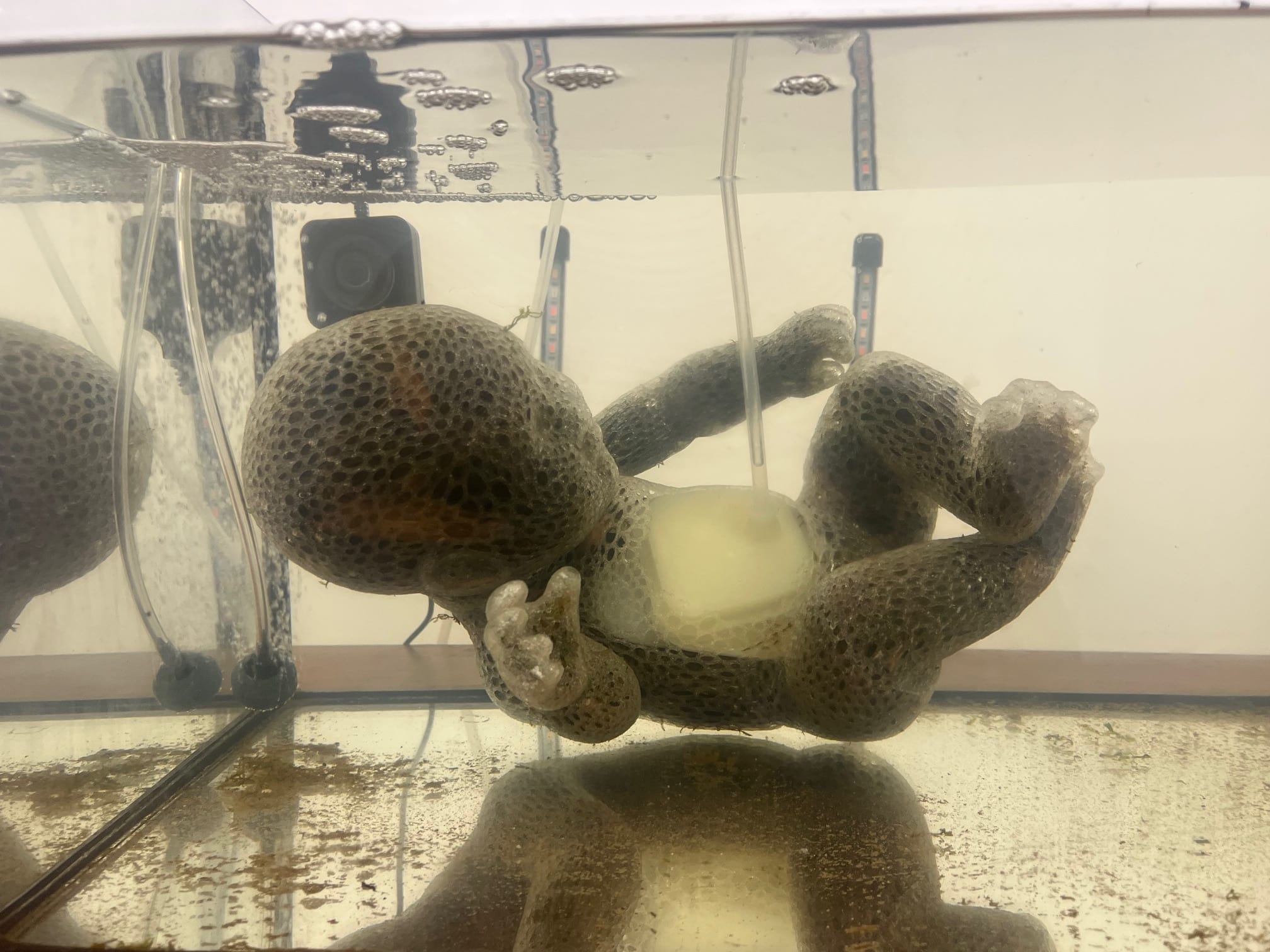 Plastic figure of a baby placed in an aquarium with tubes and bubbles around it.
