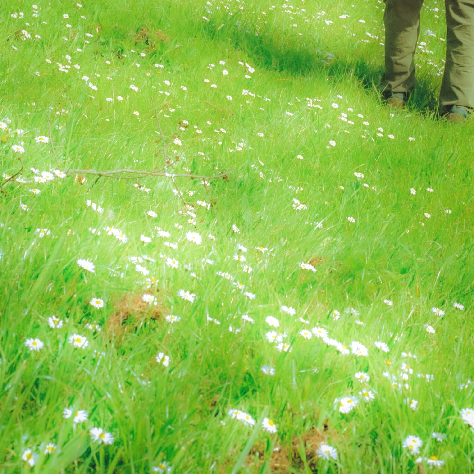 Photo of a bright green meadow with daisies.