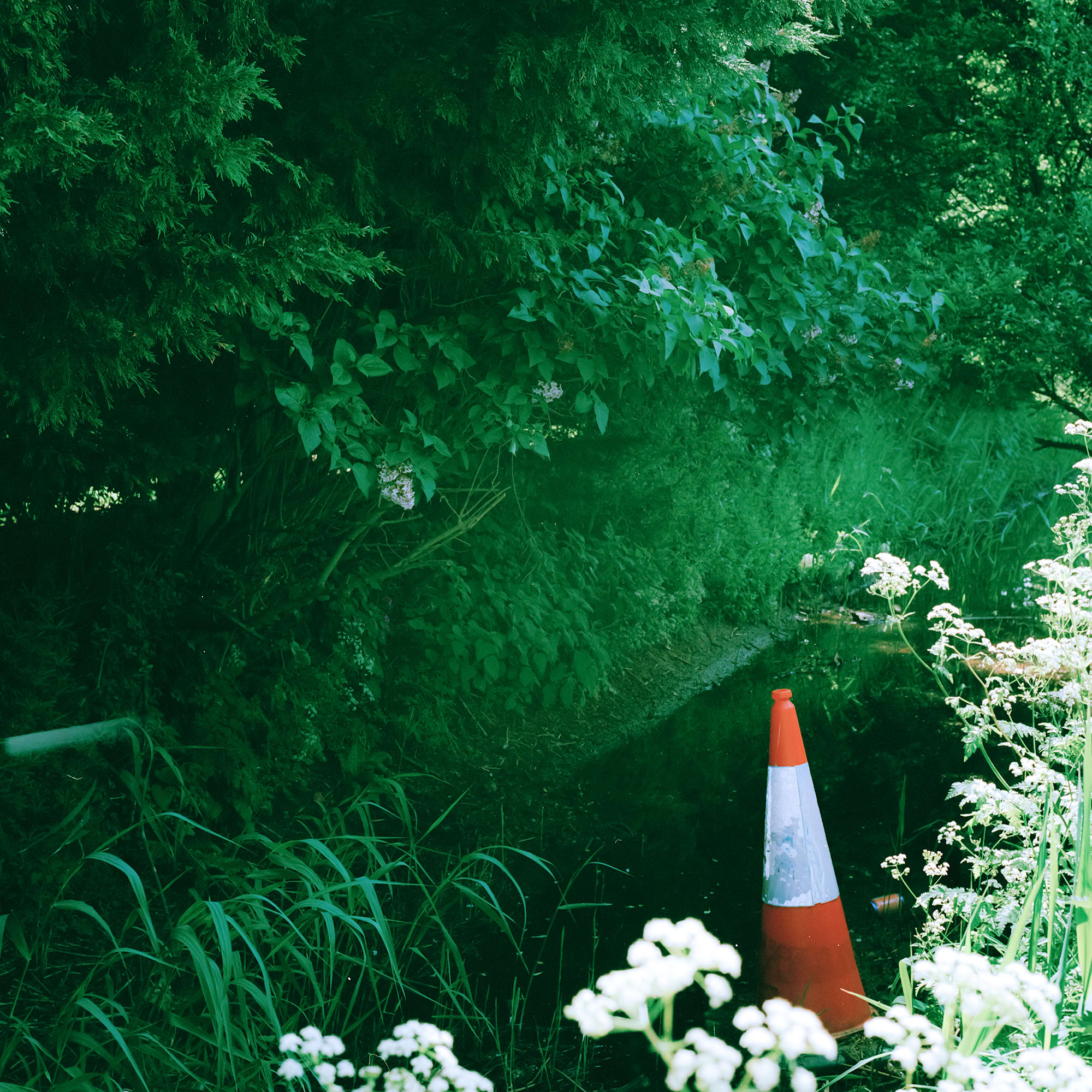 Photo of a green river with a traffic cone in the foreground.