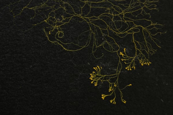Slime mould experiments