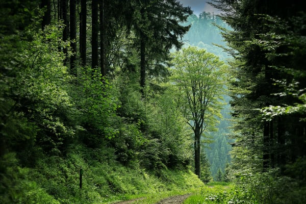 Image: Pathway Between Green Leafed Trees by Mali Maeder | Pexels 