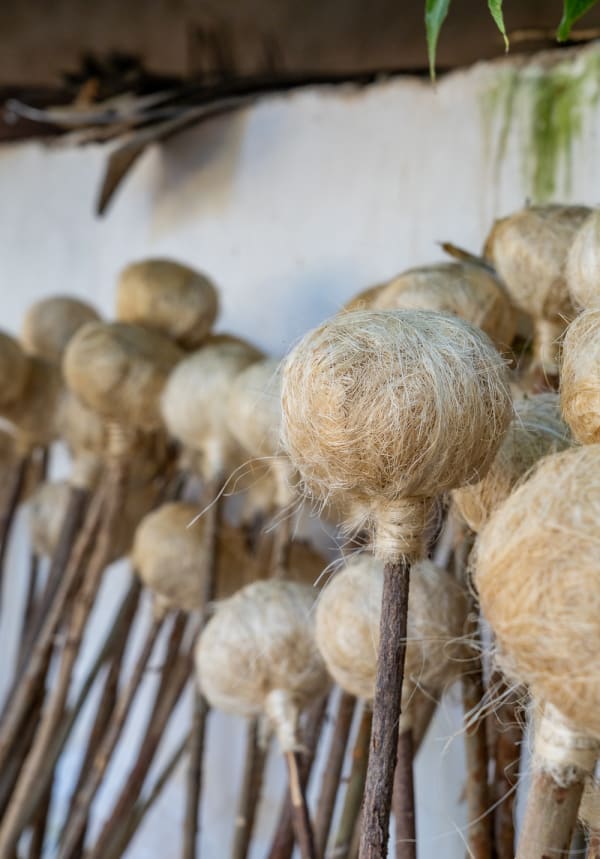 Harvesting of sisal fibres in Kenya © Fashion Revolution