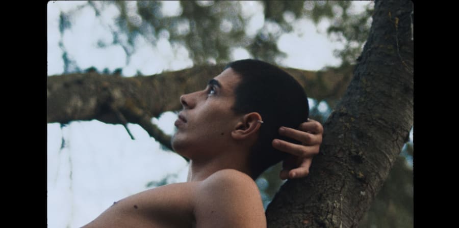 A boy sits in a tree.