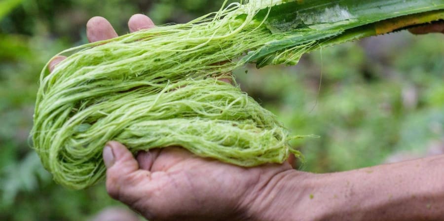 Pineapple leaf fibre extraction