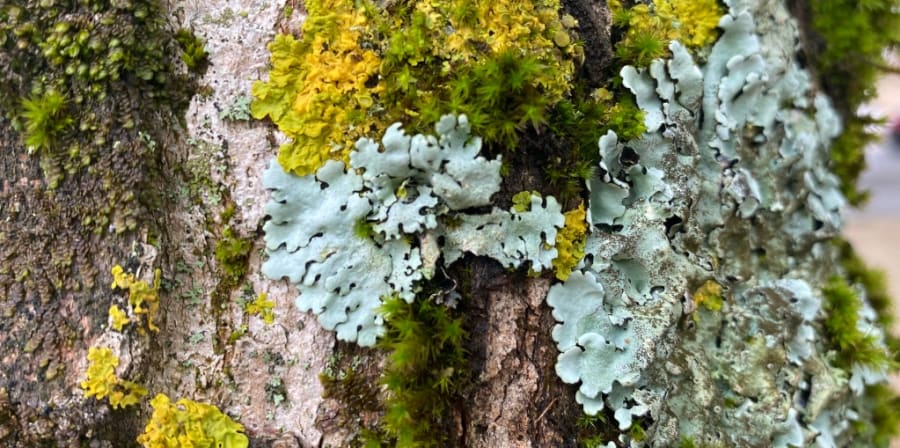Colourful moss on tree.