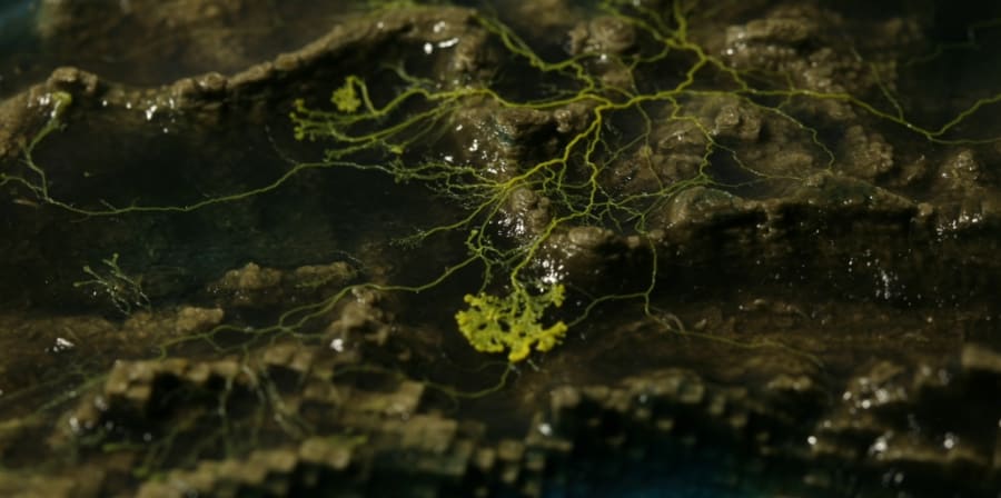 Slime mould experiments