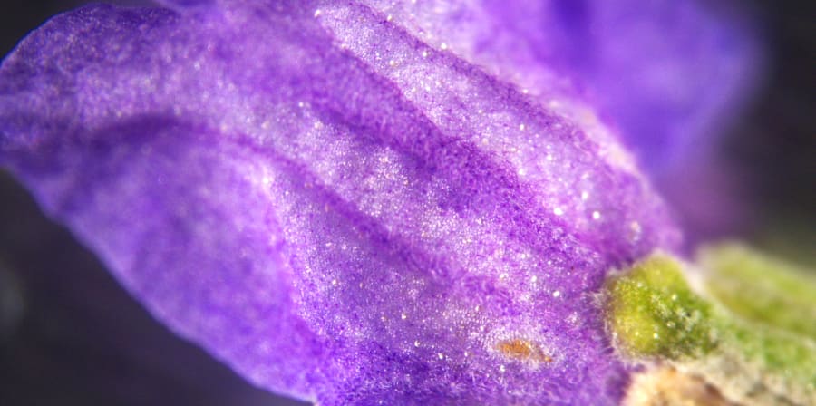 Close up of a purple flower.