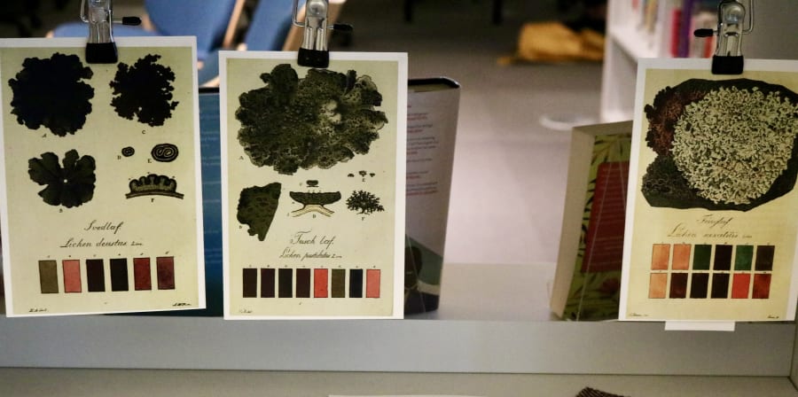 Photograph showing a section of a display featuring illustrations of lichen 
