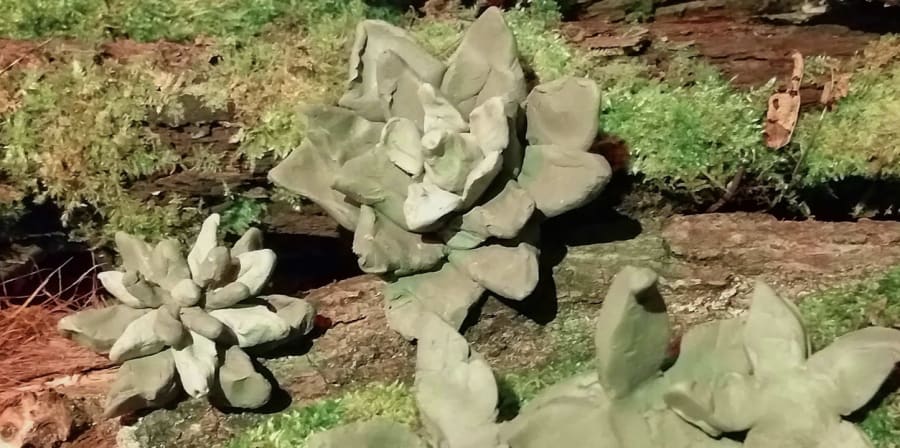 A close up of a succulent plant growing on some wood