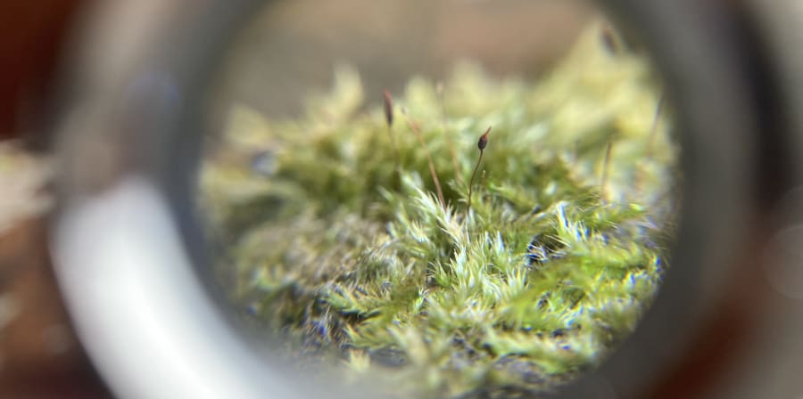 Moss seen through loupe