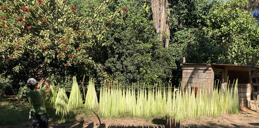 Jipi Japa drying in the sun