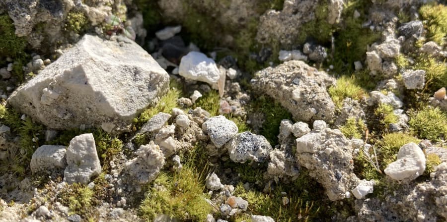 mosses growing in chalk quarry