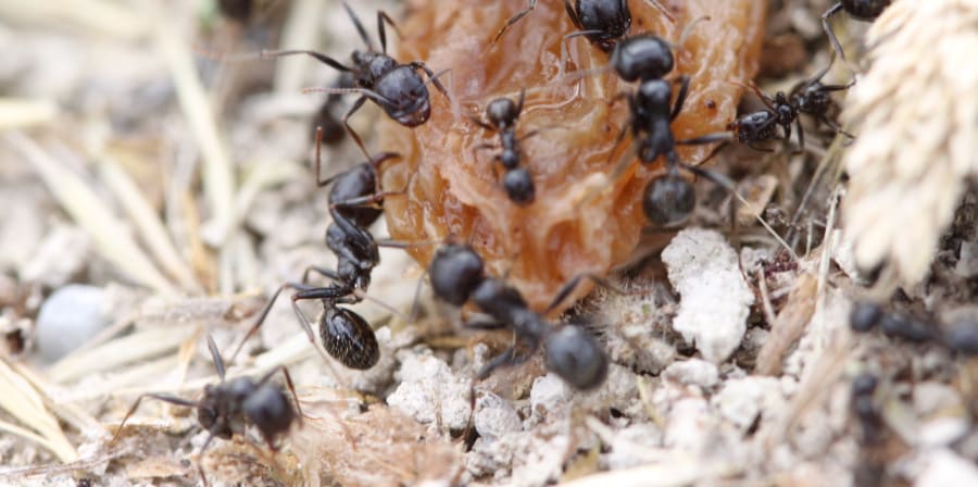 Experiments with ants colonies by Heather Barnett