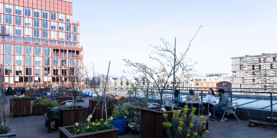 Plants and flowers in containers on a roof 