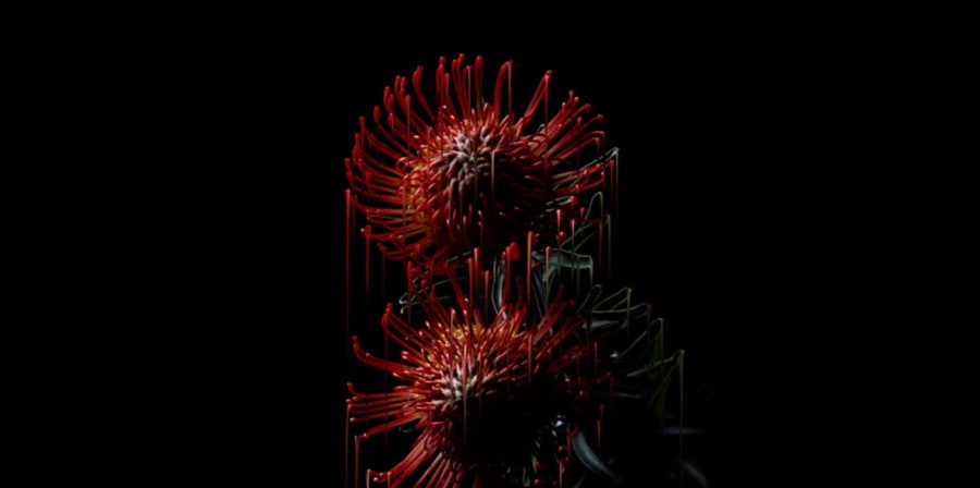 micro image of red flowe on black background