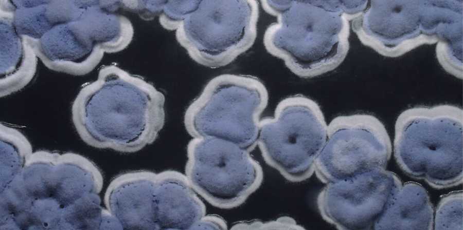 A hand arranges a small vial of blue pigment next to a piece of woven fabric. Other laboratory glassware with liquids and a round wooden tool are lined up on a table.