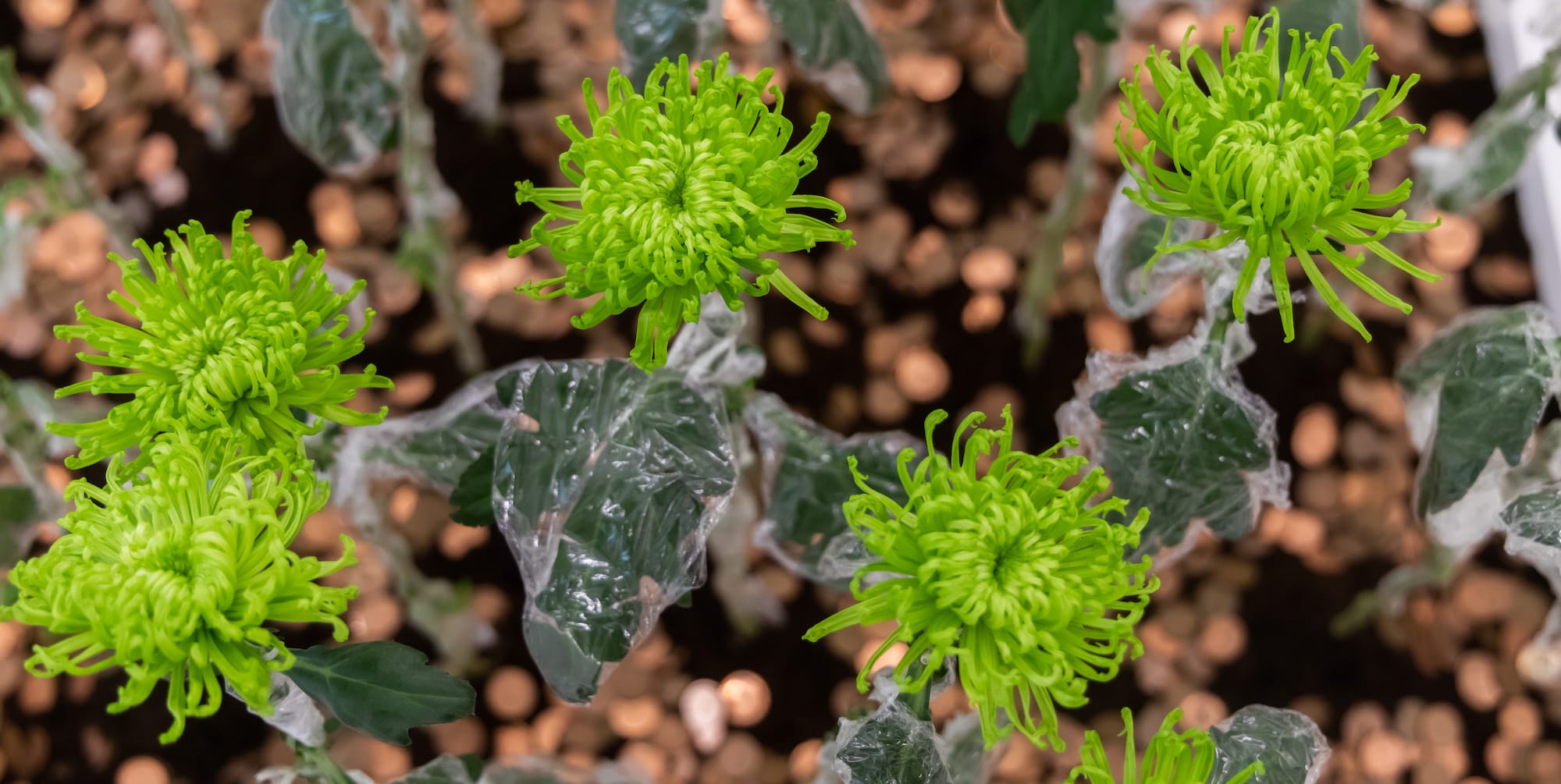 Close up shot of green plants with plastic around them