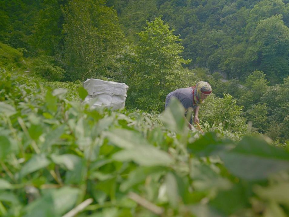 Film still of a woman picking tea leaves.