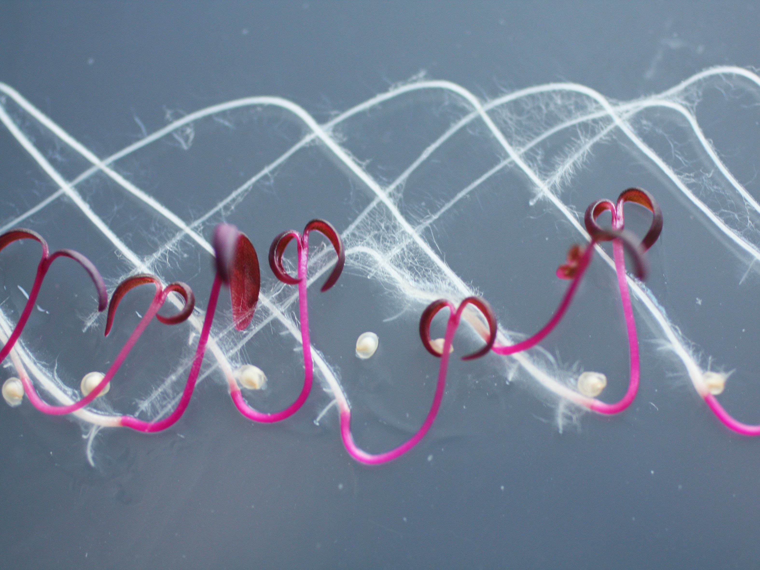 Close up of fibres