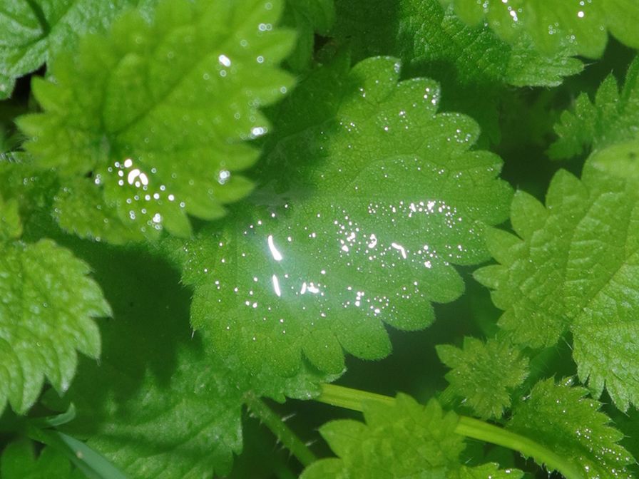 Photography by Martin Del Busto of nettles.