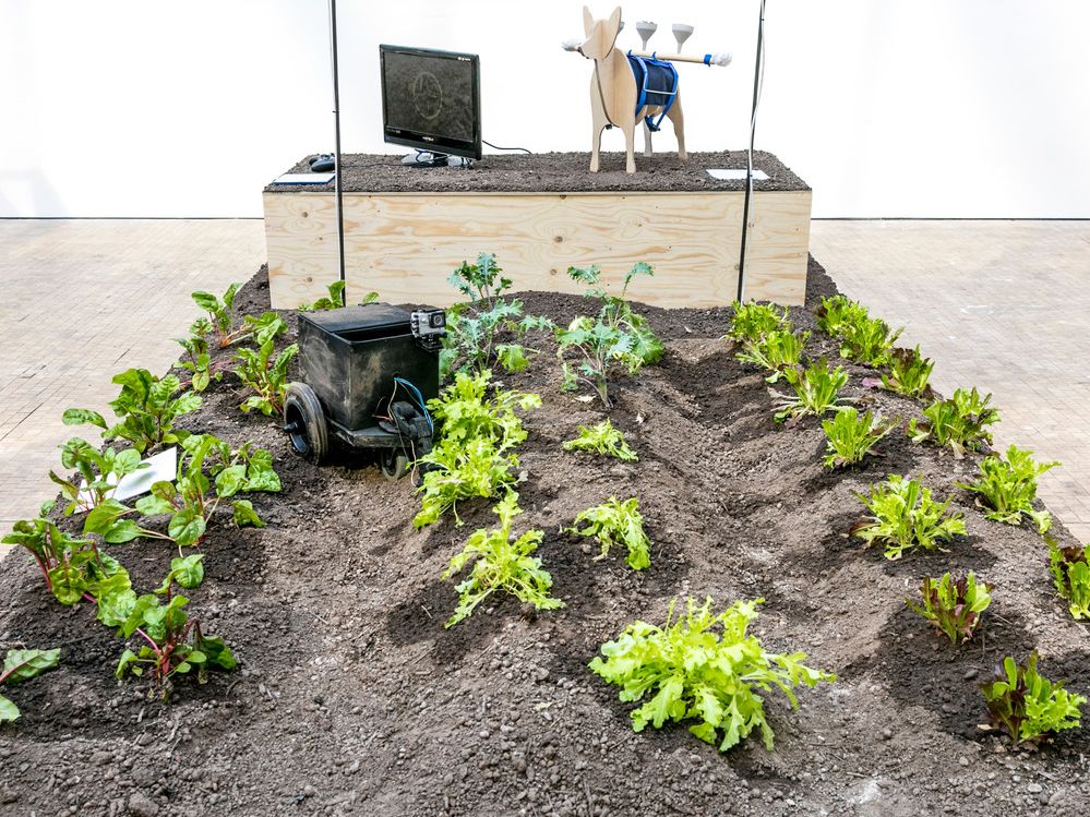 Photo of installation with soil and lettuces planted in rows